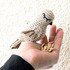 Amigurumi bird, approx. 12 cm (as decoration or pendant)