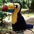 Tiki the toucan