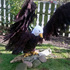 Crochet pattern life-size eagle (49 pages)