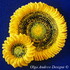 Sunflower doily and coasters crochet pattern 051