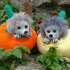 Crochet Pattern "Hedgedog in Pumpkin"