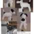 Jack Russel Terrier Dame Phibi