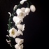 Flower Crochet Pattern, lily of the valley flower