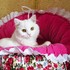 Pat bed, cat's or dog's cushion sewing pattern