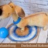 170DE Häkelanleitung - Dachshund Kokosnuss Amigurumi PDF Ogol CP