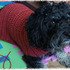 Crochet Pattern for the easy dog coat!