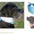 Dandy tie-on add-on reversible dog bandana sewing pattern