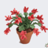 Crochet pattern Christmas Cactus