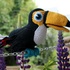 Toucy the toucan crochet pattern english version