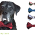 Oscar Bow Tie for Dog Collar 4 sizes Sewing Pattern