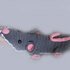 Mouse / rat trap (mice slippers for adults)