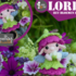 Lorea the flower mini fairy (2020) Crochet Pattern