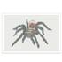 Spider tarantula cross stitch pattern