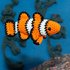 Crochet Pattern Nino the Clownfish