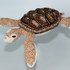 Crochet Pattern for Shila the Green Sea Turtle