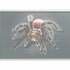 Spider tarantula cross stitch pattern