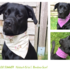 BANDALOO Summer. Dog bandana-scarf. Sewing Pattern