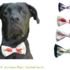 BRENDAN Bow Tie for dogs in 4 sizes Sewing Pattern