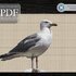 Seagull > Cross Stitch Pattern PDF