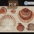 Sea Scallops > Cross Stitch Pattern PDF