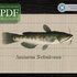 Bullhead > Cross Stitch Pattern PDF