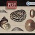 Shells > Cross Stitch Pattern PDF