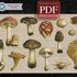 Mushrooms > Cross Stitch Pattern PDF