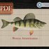 Yellow Perch > Cross Stitch Pattern PDF