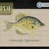 Calico Bass > Cross Stitch Pattern PDF