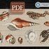 Shell Species > Cross Stitch Pattern PDF