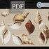 Conch Collection > Cross Stitch Pattern PDF