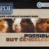 Guinea Pigs > Cross Stitch Pattern PDF