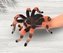 Crocheted  spider. Mexican Redknee Tarantula.Crochet pattern