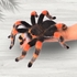 Crocheted  spider. Mexican Redknee Tarantula.Crochet pattern