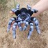 Crocheted Brazilian Whiteknee tarantula. Crochet pattern