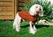 DIY Hundepullover stricken: Anleitung im Twisted Left Design