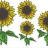 Sonnenblumen Stickdatei