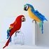 Macaw. Crochet pattern