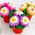 K047 Daisies flowers in pots. Window, home decoration, window decor present