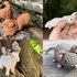 Forest animals crochet patterns bundle, deer, owl, squirrel, mouse