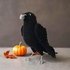 Raven. Halloween decor. Crochet pattern